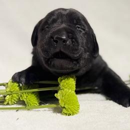 Trek - Black male Labrador Retriever puppy in Sweet Home, Oregon from Knotty Creek Labradors