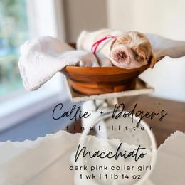 Macchiato - Red  female Goldendoodle puppy in Tacoma, Washington from Peninsula Doodles