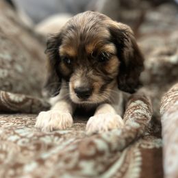 Grey boy - male Cockapoo puppy in Wellington, Kansas from Brian’s Puppies