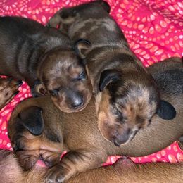 Dachshund Puppies from SkyeRiot Dachshunds
