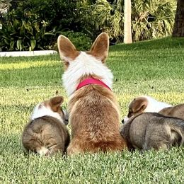 Pembroke Welsh Corgi Puppies from Pembroke Welsh Corgis at Belle Haven