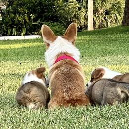 Pembroke Welsh Corgi Puppies from Pembroke Welsh Corgis at Belle Haven