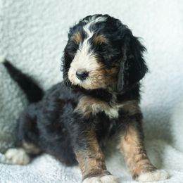 Boy 5 - male Australian Mountain Doodle puppy in Travelers Rest, South Carolina from Upstate Aussie Mountain Doodles