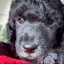 Tide - Silver male Poodle puppy in Greenville, North Carolina from Grace Poodles