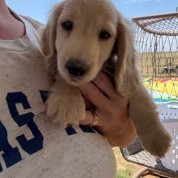 Cream - ee - Cream male Dachshund puppy in Lubbock, Texas from It’s a Hot Mess