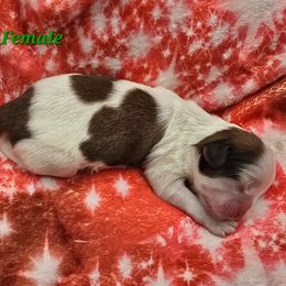 Liver and White Girl - Liver and white female Shih Tzu puppy in Tenino, Washington from Dolled Up Pup