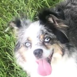 Lyla - Miniature Australian Shepherd