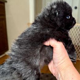 Storm - Black female Pomeranian puppy in Edmond, Oklahoma from My Sun & Moon Poms