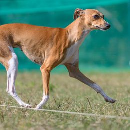 Golden Rea - Italian Greyhound