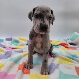 Chloe - Merle female Great Dane puppy in Kannapolis, North Carolina from Carolina Great Danes & Toy Poodles