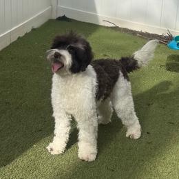 Snow - Australian Labradoodle