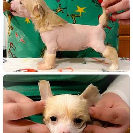 Chinese Crested and Poodle Puppies from Ariella Standard Poodles & Chinese Cresteds