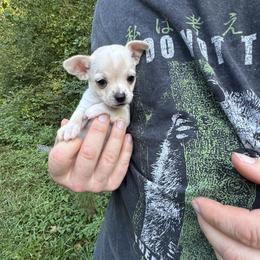 Boy 3 - male Chihuahua puppy in East Camden, Arkansas from RoyAl