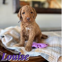 Louise - Red  female Goldendoodle puppy in Oklahoma from Faithful Hill Doodles