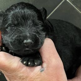 Black boy - Black male German Shepherd puppy in Clarkrange, Tennessee from Vom Wolff