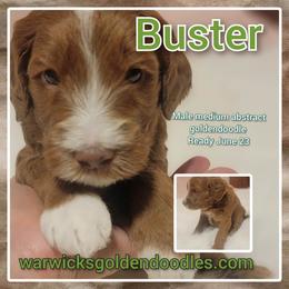 Goldendoodle Puppies from Stacy Warwick