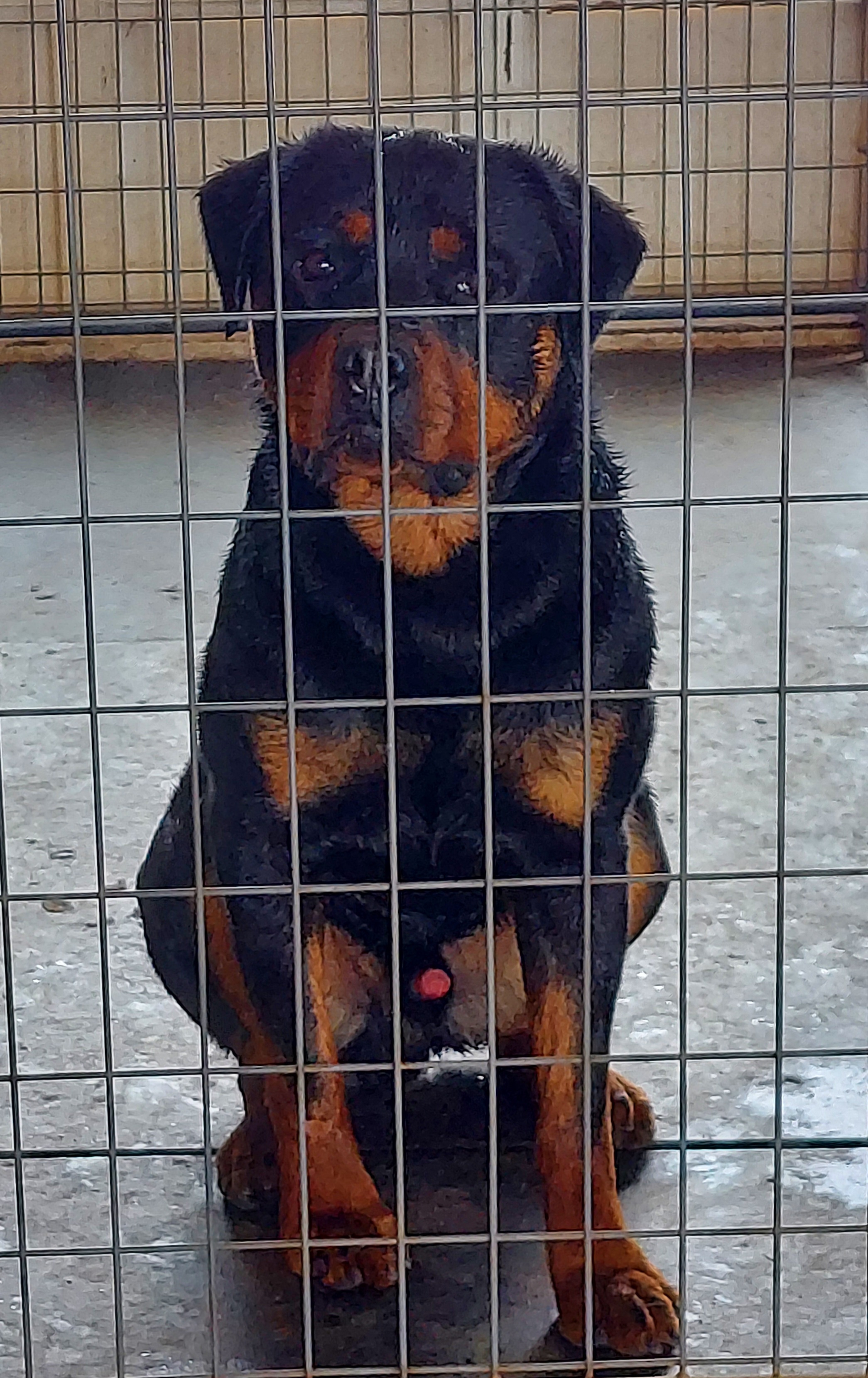 "A litter. Male 1.5 years old" Rottweiler All Grown Up from Kennel vom Hause Locher