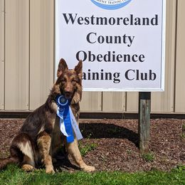 Rory - German Shepherd
