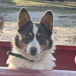 Spur - Pembroke Welsh Corgi