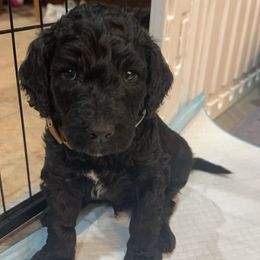 Goldendoodle Puppies from AZ Stickerdoodles