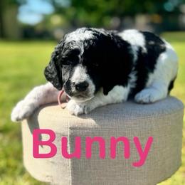 Bunny - Black female Poodle puppy in Ardmore, Oklahoma from The Poodles of Green Acres