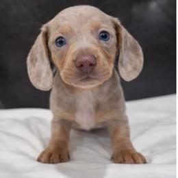 Isabella and tan dapple - Fawn (isabella) and tan male Dachshund puppy in Edinburg, Texas from M L Springers/ Texas Legacy Dachshunds