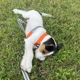 Russell Terrier Puppies from Acorn Ridge JRT