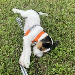 Russell Terrier Puppies from Acorn Ridge JRT