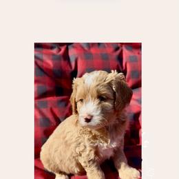 Pheobe - Apricot female Goldendoodle puppy in Sterling, Connecticut from Justine’s Retrievers and Doodles, LLC