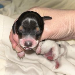 Bandit - Piebald male Dachshund puppy in Bruceton, Tennessee from Dachshund Dreams