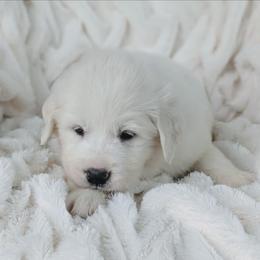 Boy 2 Black - White male Great Pyrenees puppy in Yakima, Washington from Naches Heights Ranch