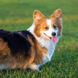 Rose - Pembroke Welsh Corgi