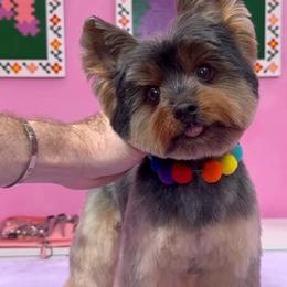 Cuki - Yorkshire Terrier