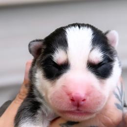 Girl 1 - Black and white female Siberian Husky puppy in Solon Springs, Wisconsin from Werpstead Shorties