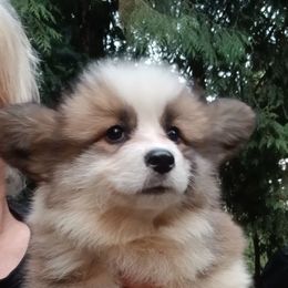 Boy 2 - Sable male Pembroke Welsh Corgi puppy in Roy, Washington from Breyerwood