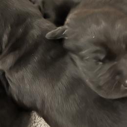 Dilute Retrievers and Labrador Retrievers from Long Valley Labradors