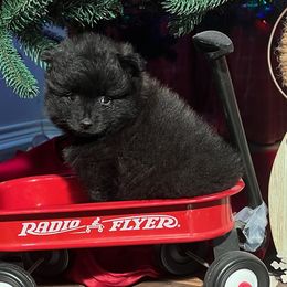 Midnight - Black male Pomeranian puppy in Sulphur Springs, Texas from Johnny's Pets