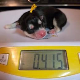 Eugeo - Black and white male Siberian Husky puppy in Buckeye, Arizona from Anime Huskies