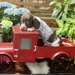 Dachshund Puppies from SR Mini Dachshunds
