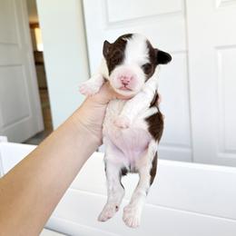 Portuguese Water Dog Puppies from Cornerstones Porties