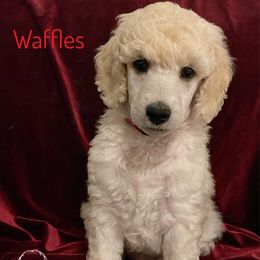Waffles - White male Poodle puppy in Arlington, Tennessee from Golden Hour
