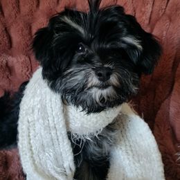 Paprika - Black and white female Havanese puppy in New Castle, Colorado from Havanese Havaton Pups
