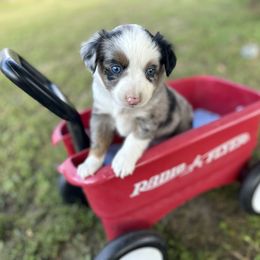 Aussiedoodle, Miniature Australian Shepherd, Poodle, and Toy Australian Shepherd Puppies from Sandy Creek Kennels