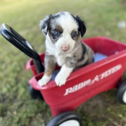 Aussiedoodle, Miniature Australian Shepherd, Poodle, and Toy Australian Shepherd Puppies from Sandy Creek Kennels