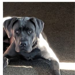 Luna - Cane Corso