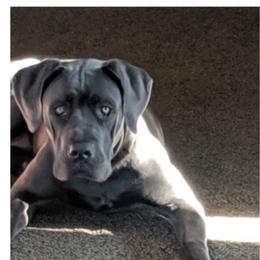 Luna - Cane Corso