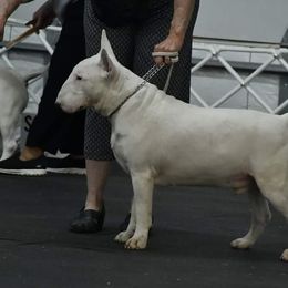 Bull Terriers from Deslynn Bull Terriers