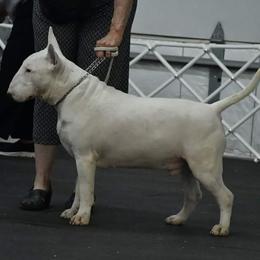Bull Terriers from Deslynn Bull Terriers