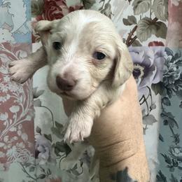 Elsa - Cream female Dachshund puppy in Chicago, Illinois from A&M Dachshund Den
