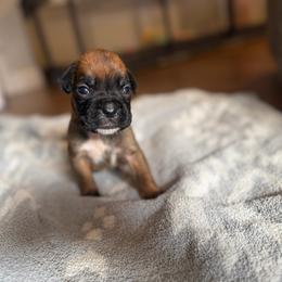 Boy 5 - Fawn male Boxer puppy in Prestonsburg, Kentucky from Bre’s Boxers